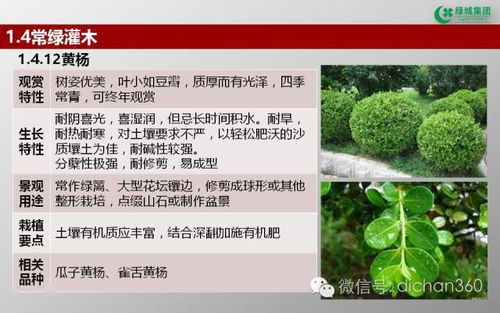 綠城集團(tuán)園林軟景苗木圖譜解析