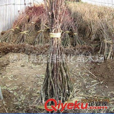 優(yōu)質(zhì)2年生嫁接紅楓苗 打造庭院綠化的絕佳選擇