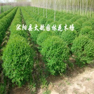 常年供應(yīng)優(yōu)質(zhì)小葉女貞球苗木，批發(fā)價廉物美，專業(yè)綠化指導(dǎo)